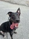 adoptable Dog in  named AC - Lovely Luna