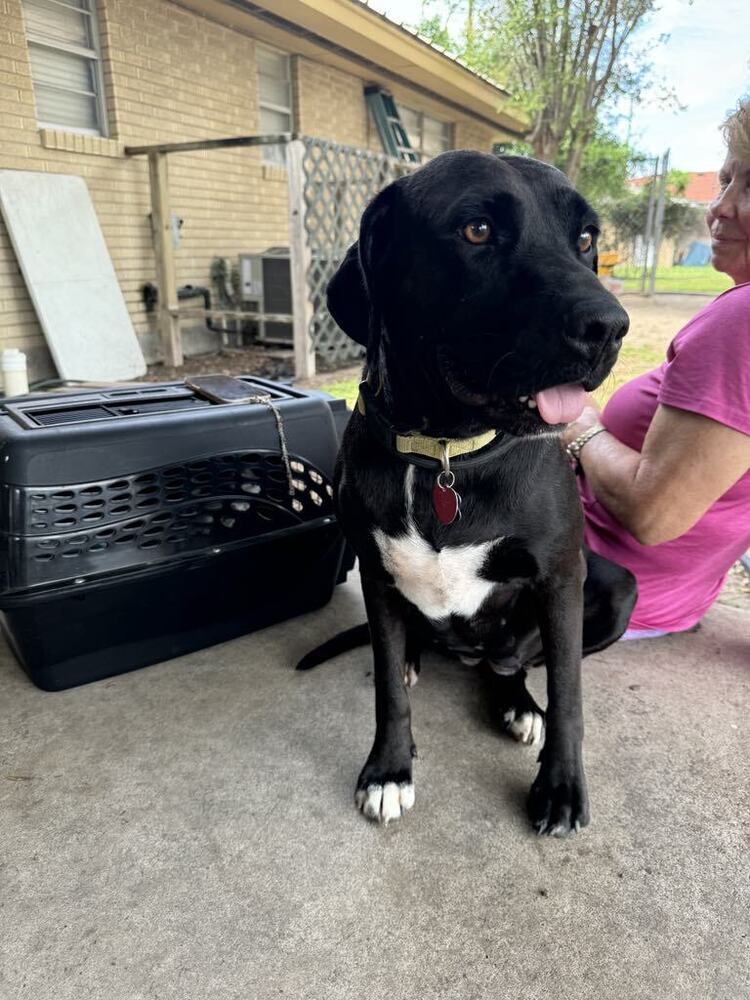 adoptable Dog in Brewster, NY named Pepper (Edinburg)