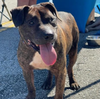 adoptable Dog in brewster, NY named Rolex