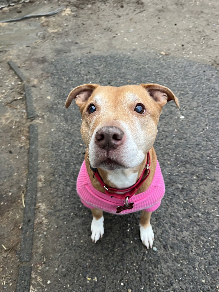 adoptable Dog in Brewster, NY named Ivy