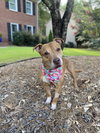 Ivy - Photo 2