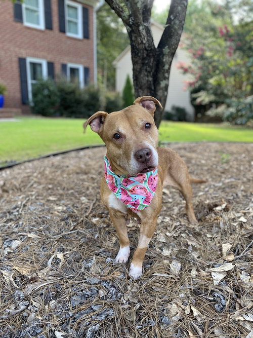 IVY - Pit Bull Terrier available for adoption