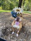 Ivy - Photo 4