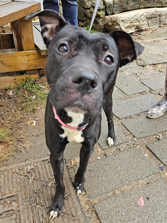 adoptable Dog in Brewster, NY named Emmie the Enchanting