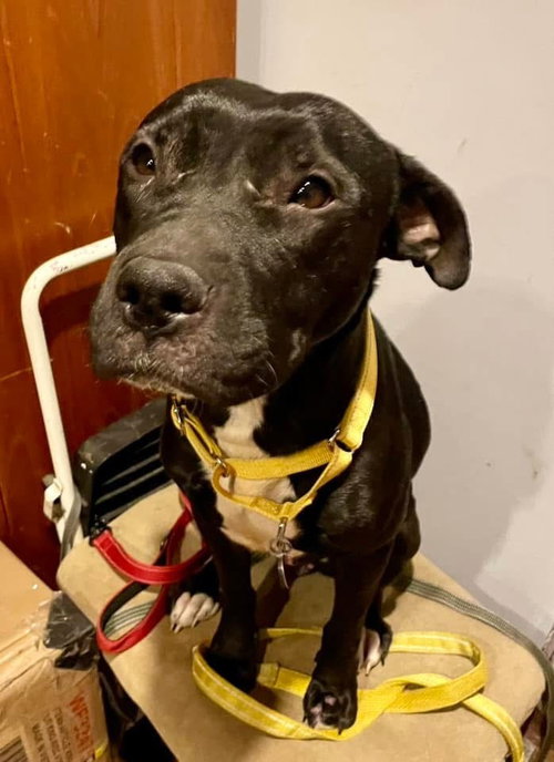 EMMIE THE ENCHANTING - American Pit Bull Terrier / Labrador Retriever available for adoption