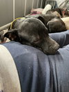 Emmie the Enchanting - Photo 3
