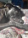 Emmie the Enchanting - Photo 4