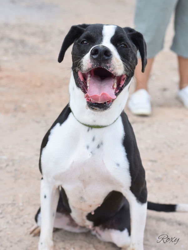 adoptable Dog in Brewster, NY named Roxy