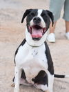 adoptable Dog in brewster, NY named Roxy