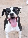 Roxy - Photo 2