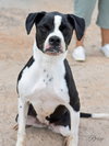 Roxy - Photo 3