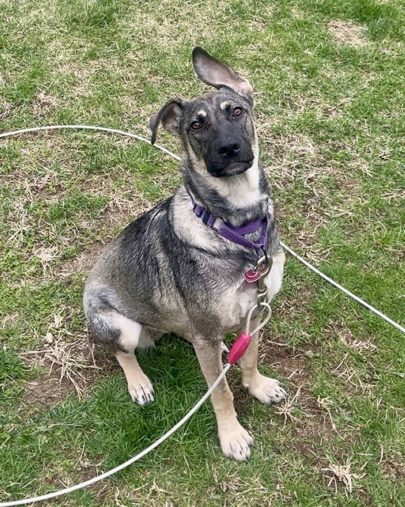 adoptable Dog in Brewster, NY named Gigi
