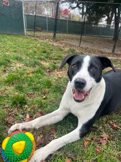 AC - GUMBO AKA GUMBY - Border Collie / Labrador Retriever available for adoption