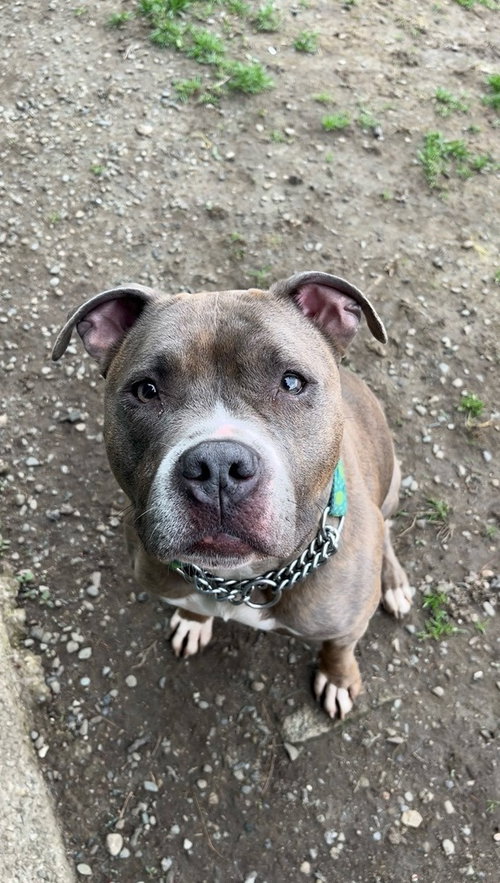 picture of the dog needing adoption