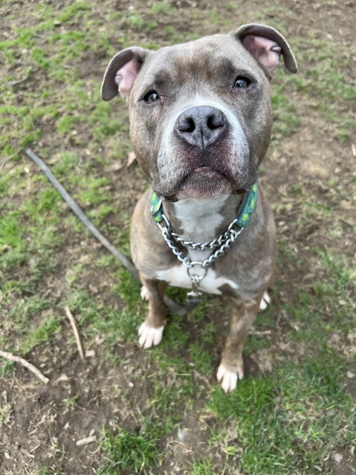 RAYA - Pit Bull Terrier available for adoption