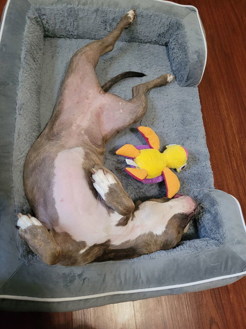 RAYA - Pit Bull Terrier available for adoption