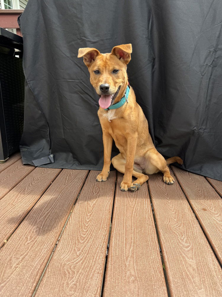 adoptable Dog in Brewster, NY named Macy Gray (M Puppies)