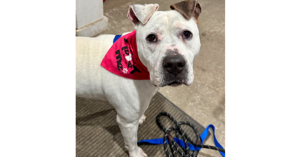 adoptable Dog in Brewster, NY named Jasmine the Jolly