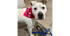 adoptable Dog in brewster, NY named Jasmine the Jolly