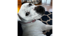 Jasmine the Jolly - Photo 2
