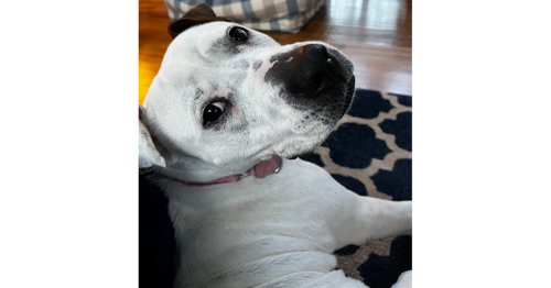 JASMINE THE JOLLY - Dogo Argentino / Labrador Retriever available for adoption