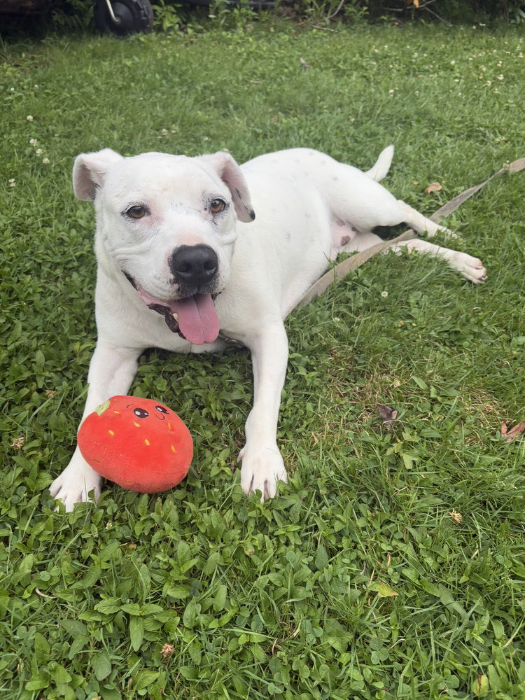 adoptable Dog in Brewster, NY named Winter