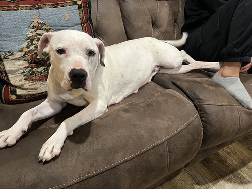 WINTER - Pit Bull Terrier available for adoption