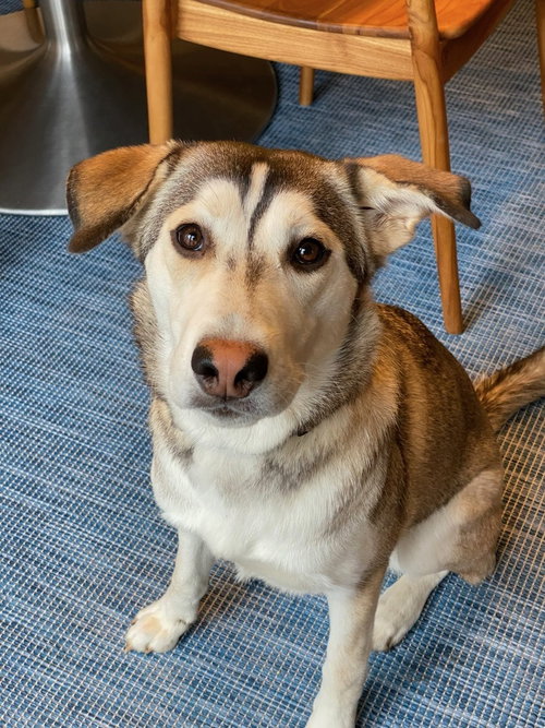 picture of the dog needing adoption