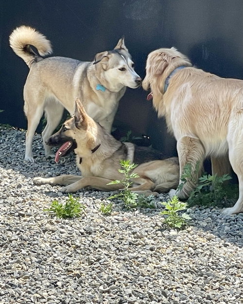 KIPPA - Siberian Husky / German Shepherd Dog available for adoption