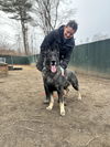 adoptable Dog in  named Ghost