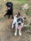 adoptable Dog in brewster, NY named Simon (Chipmunks)