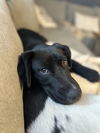 adoptable Dog in brewster, NY named Pixie (Whimsical Trio)