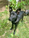 adoptable Dog in brewster, NY named Batman (Kya