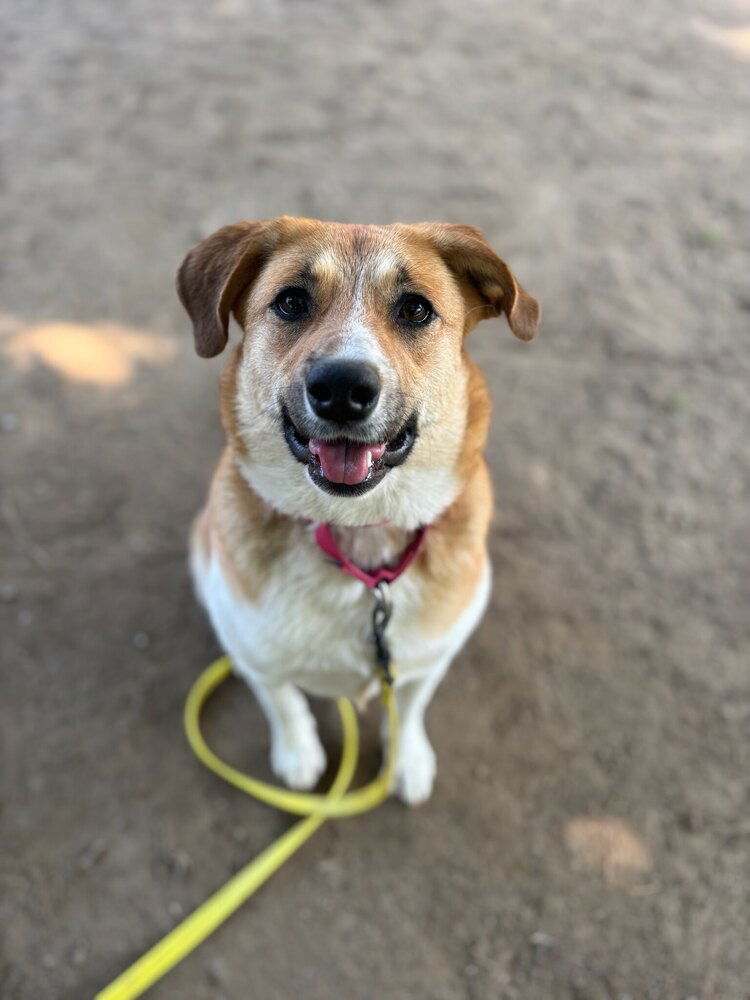 adoptable Dog in Brewster, NY named AC - Maggie