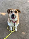 adoptable Dog in  named AC - Maggie