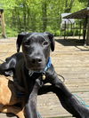 adoptable Dog in brewster, NY named Parmesan (Blondie