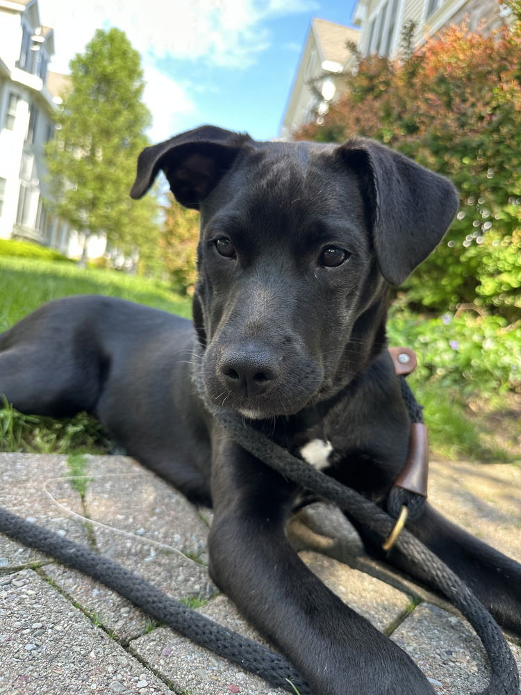 adoptable Dog in Brewster, NY named Muenster (Blondie's Litter)