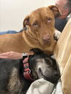 adoptable Dog in brewster, NY named Roberto