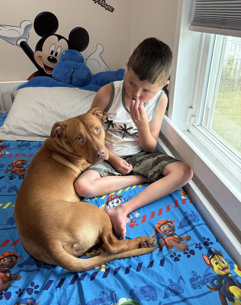 adoptable Dog in Brewster, NY named Roberto