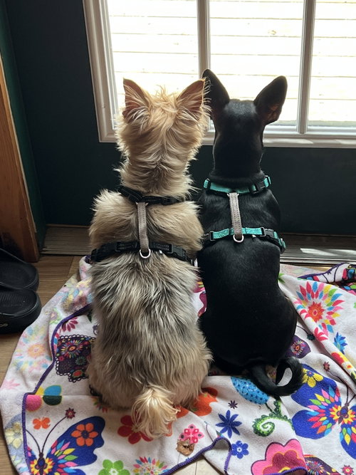 COCO - Yorkshire Terrier Yorkie available for adoption