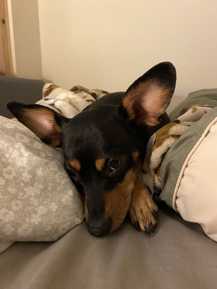 adoptable Dog in Brewster, NY named Roxie