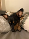adoptable Dog in brewster, NY named Roxie