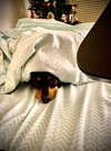Roxie - Photo 2