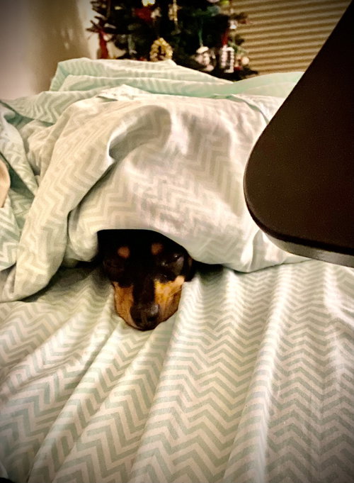 ROXIE - Miniature Pinscher available for adoption