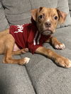adoptable Dog in brewster, NY named Tolly
