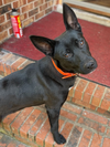 adoptable Dog in brewster, NY named Maggie the Magical