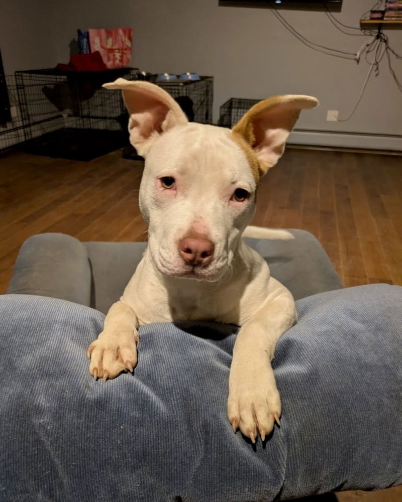 adoptable Dog in Brewster, NY named Hazel (Zuri Litter)