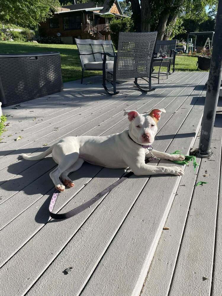 adoptable Dog in Brewster, NY named Hazel (Zuri Litter)