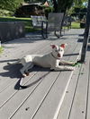 adoptable Dog in  named Hazel (Zuri Litter)