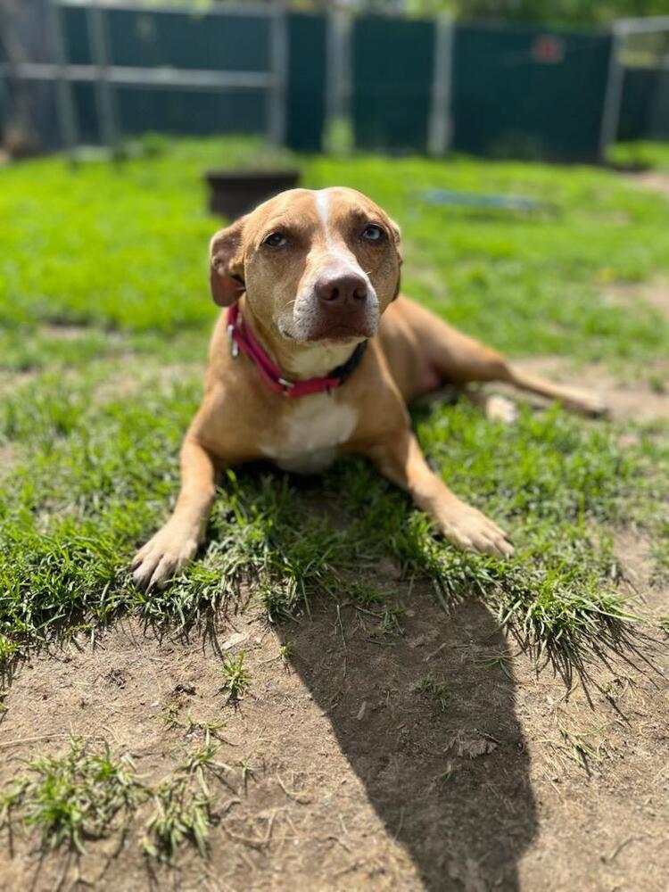 adoptable Dog in Brewster, NY named AC - Dora